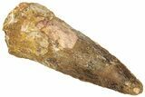 Fossil Spinosaurus Tooth - Real Dinosaur Tooth #305852-1